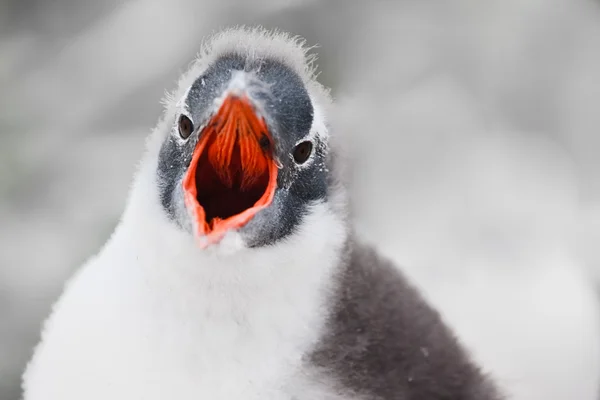 Voz do pinguim — Fotografia de Stock