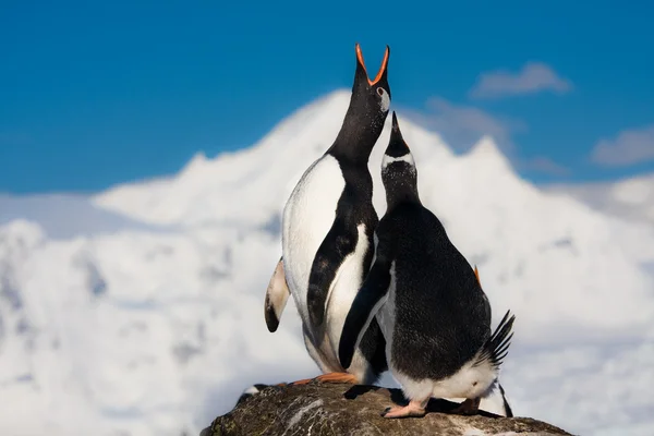 Śpiew pingwiny — Zdjęcie stockowe