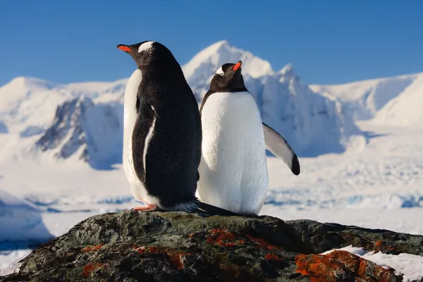 两个企鹅梦 免版税图库照片