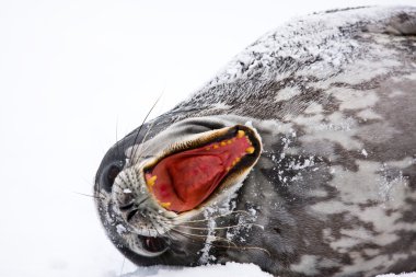 Screaming Seal clipart