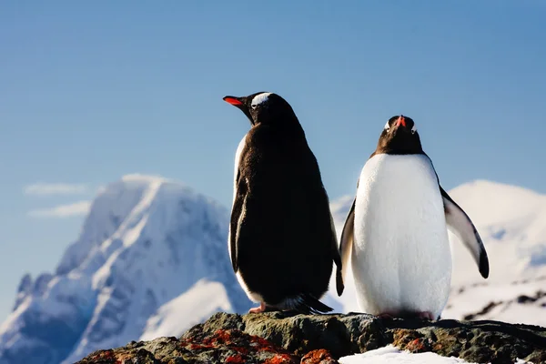 Due pinguini che sognano — Foto Stock
