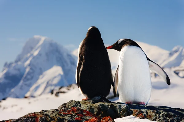 两个企鹅梦 — 图库照片