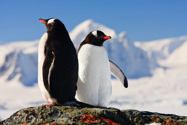Dos pingüinos soñando — Foto de Stock