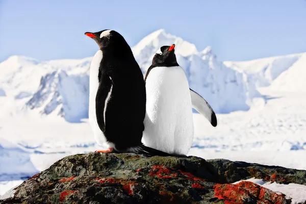 Iki penguenler — Stok fotoğraf