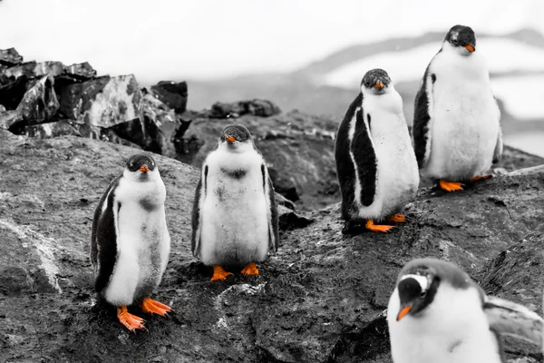 企鹅幼雏的组 — 图库照片