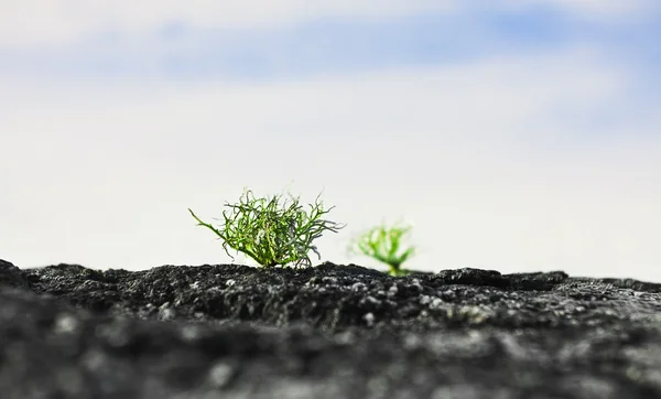 stock image Green sprout