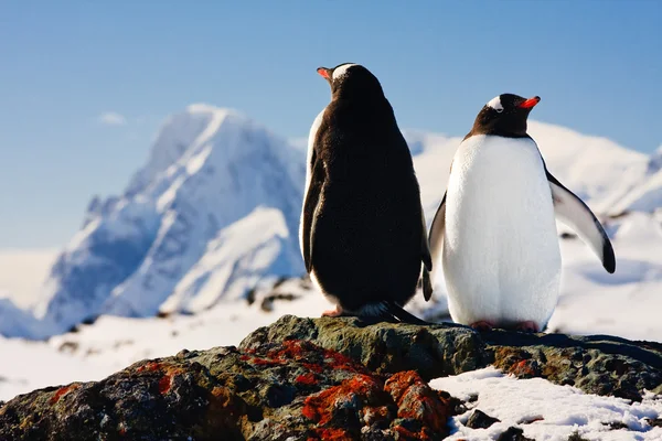 Twee pinguïns dromen Stockafbeelding