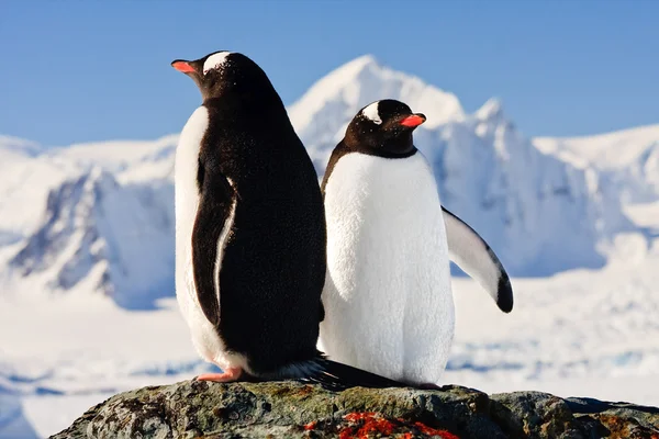 Två pingviner drömmer Stockbild