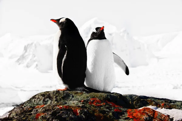 Dos pingüinos soñando Fotos de stock libres de derechos