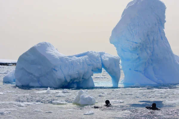 Deux plongeurs sur la glace — Photo
