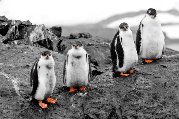 Grupa piskląt pingwinów — Zdjęcie stockowe