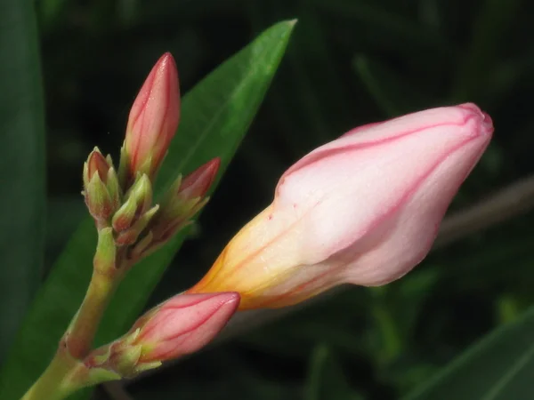 Pembe çiçek tomurcuk — Stok fotoğraf