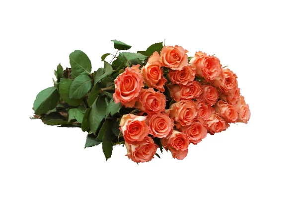 Rosas de color naranja — Foto de Stock
