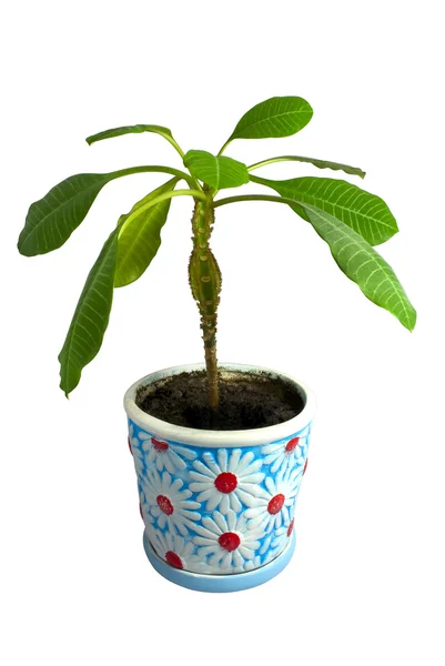 stock image Green flower in a blue pot