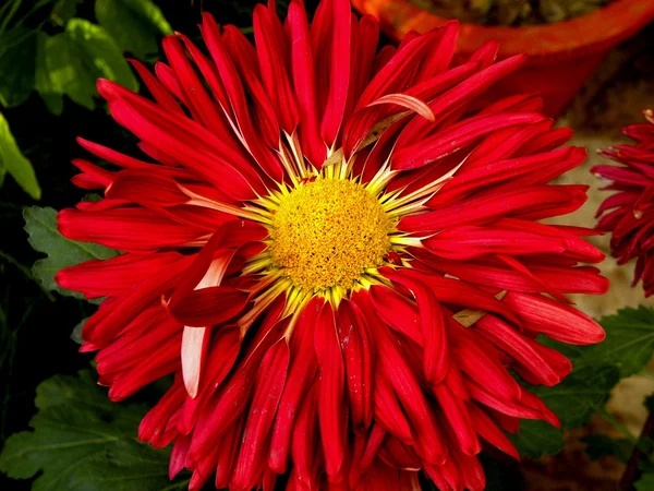 Heldere rode bloem — Stockfoto