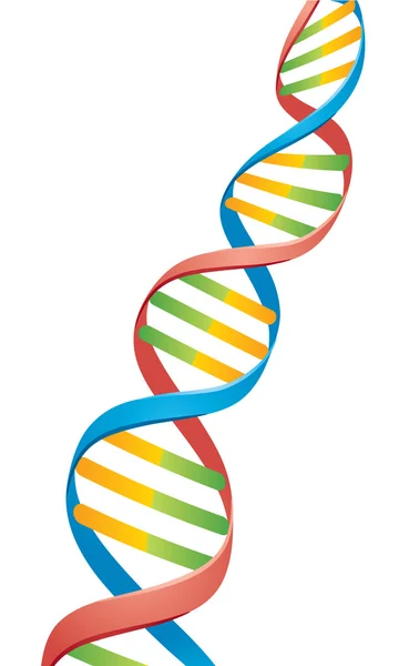 Double Helix Dna Strand — Stock Vector