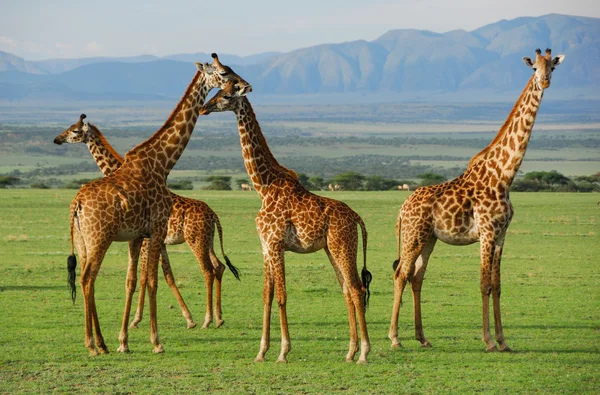 Girafas Fotos De Bancos De Imagens