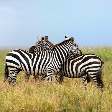 Two zebras, the harmony clipart