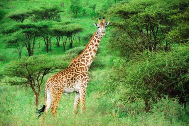 Massai giraffe clipart