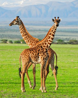 Two giraffes clipart