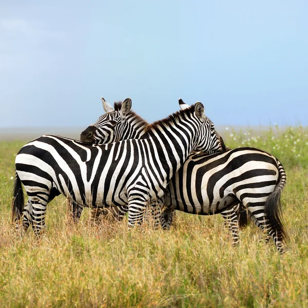 Två zebror, harmoni — Stockfoto