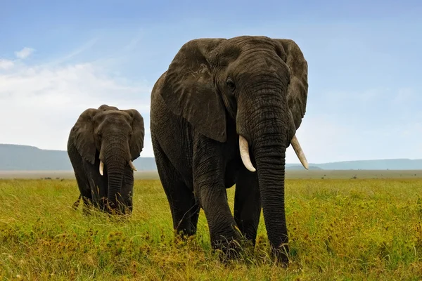 Afrika elefants — Stok fotoğraf