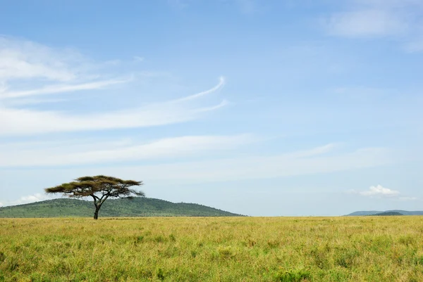 Uma árvore de acácia em uma savana — Fotografia de Stock