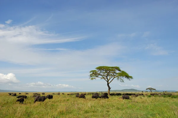 Búfalos em Serengeti — Fotografia de Stock
