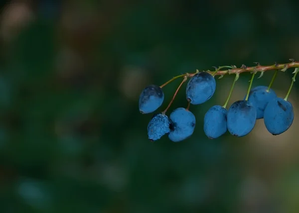 蓝浆果分支 — 图库照片