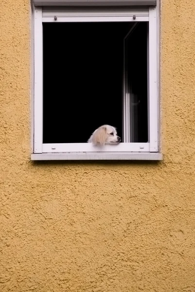 Hund i fönstret — Stockfoto