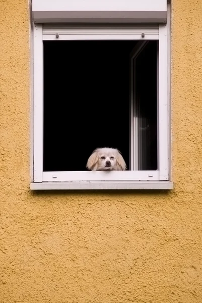 Собака в окне — стоковое фото