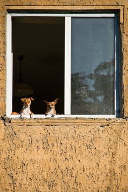 İki köpek.