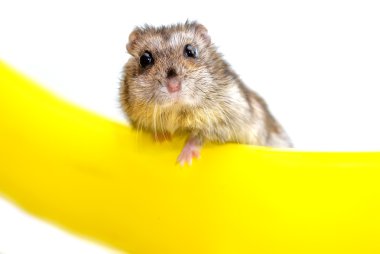 Hamster yellow clipart