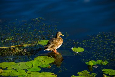 Duck on the river clipart