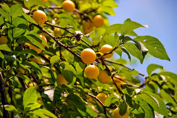 stock image Yellow plum