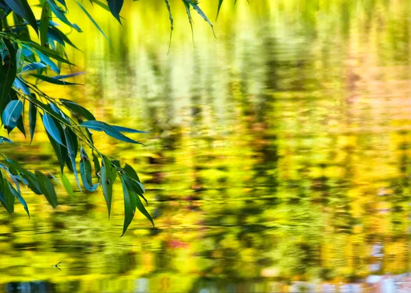 stock image Green leaf