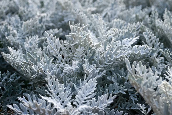 stock image White grass