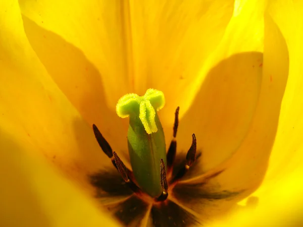 Сердце желтого тюльпана — стоковое фото