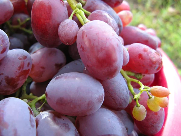 Ripe grapes — Stock Photo, Image