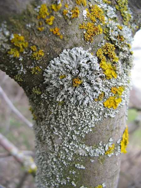 stock image Lichen