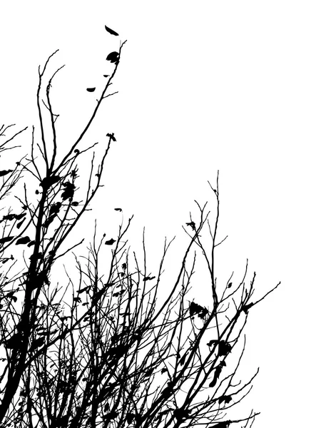 Silueta de ramas — Archivo Imágenes Vectoriales