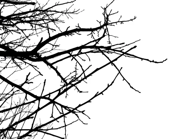枝のシルエット — ストックベクタ