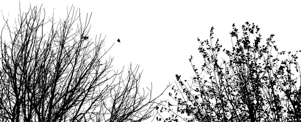 Silhouette von Zweigen — Stockvektor