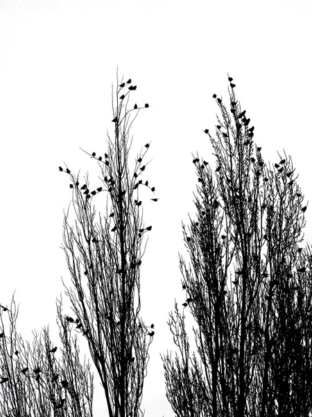 Branches et oiseaux — Image vectorielle