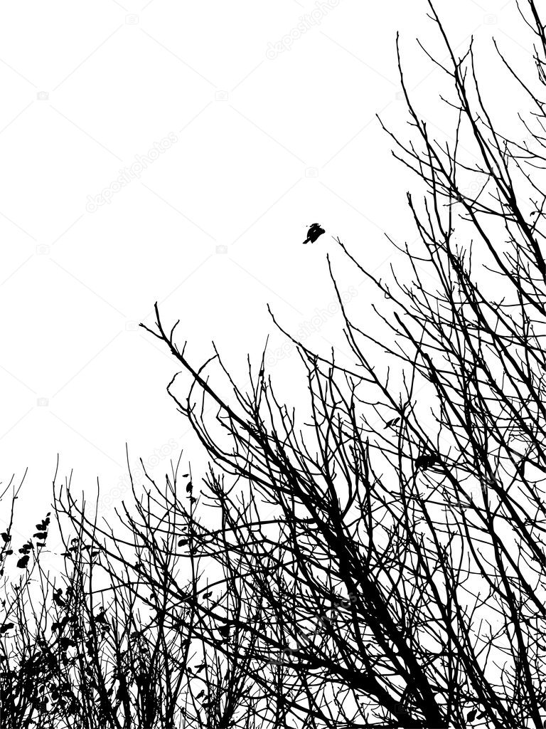 Silhouette of branches