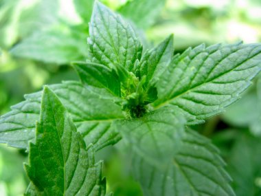 Growing mint clipart