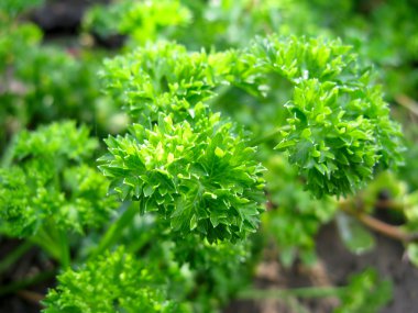 Parsley clipart