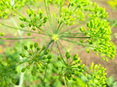 Dill plant clipart