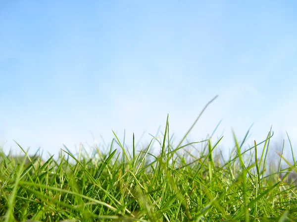 stock image Spring grass