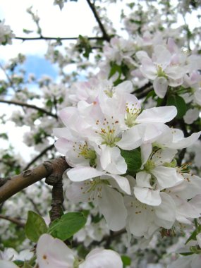 Spring flowering of fruit trees clipart